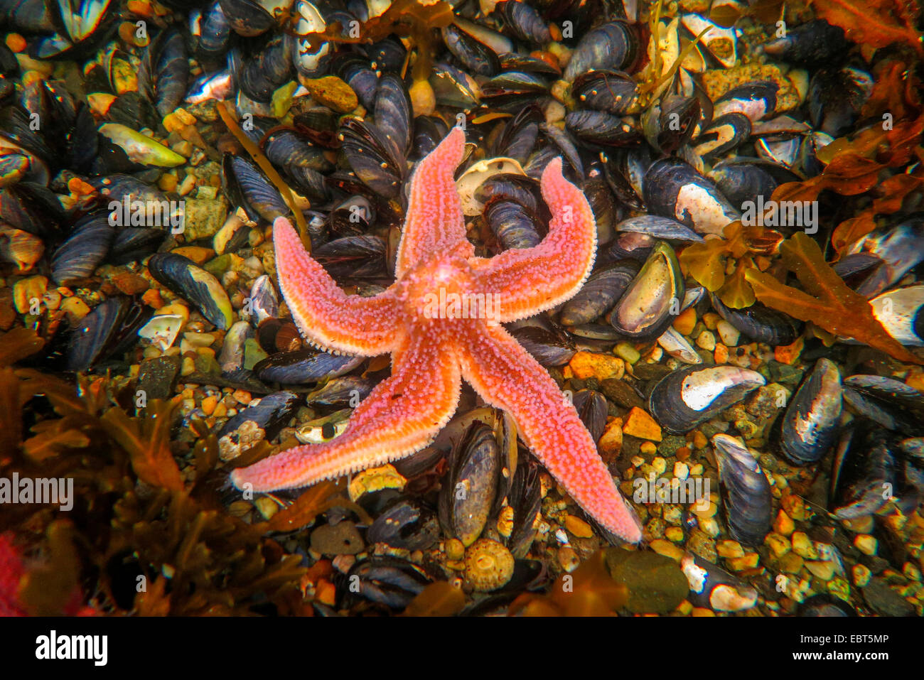 common starfish, common European seastar (Asterias rubens), eating blue mussels at ebb-tide, Norway, Nordland Stock Photo