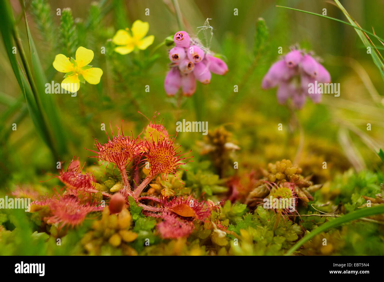 round-leaved sundew, roundleaf sundew (Drosera rotundifolia), in a mire together with Common tormentill and Cross levesd hess, Germany Stock Photo