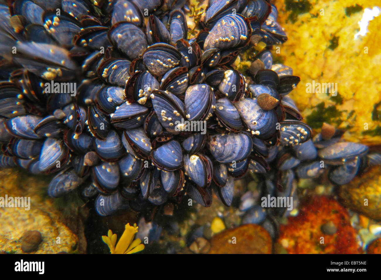 mussels (Mytiloidea), colony of blue mussels , Norway, Nordland Stock Photo