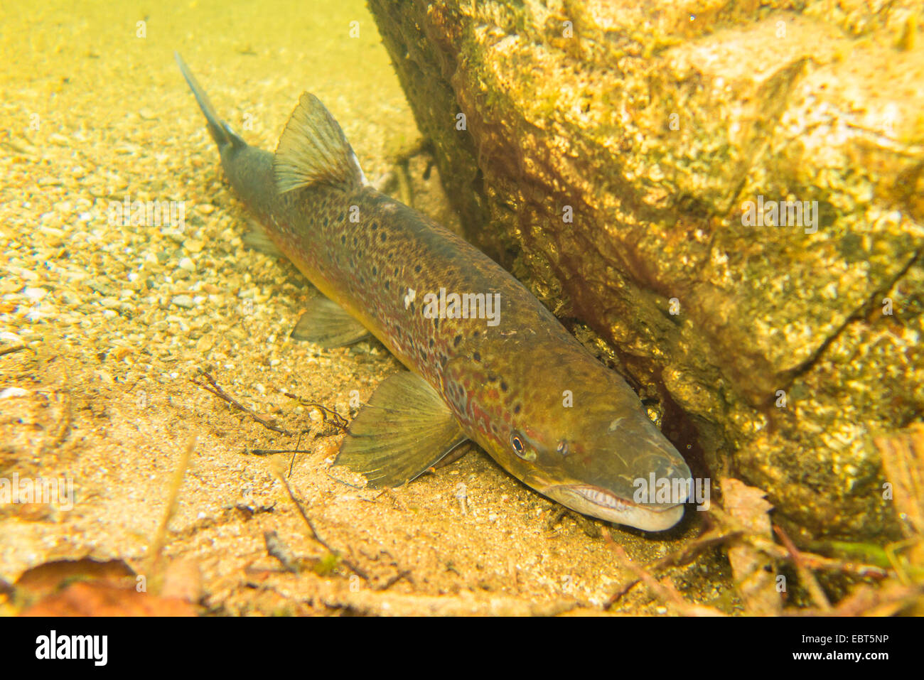 Atlantic salmon, ouananiche, lake Atlantic salmon, landlocked salmon