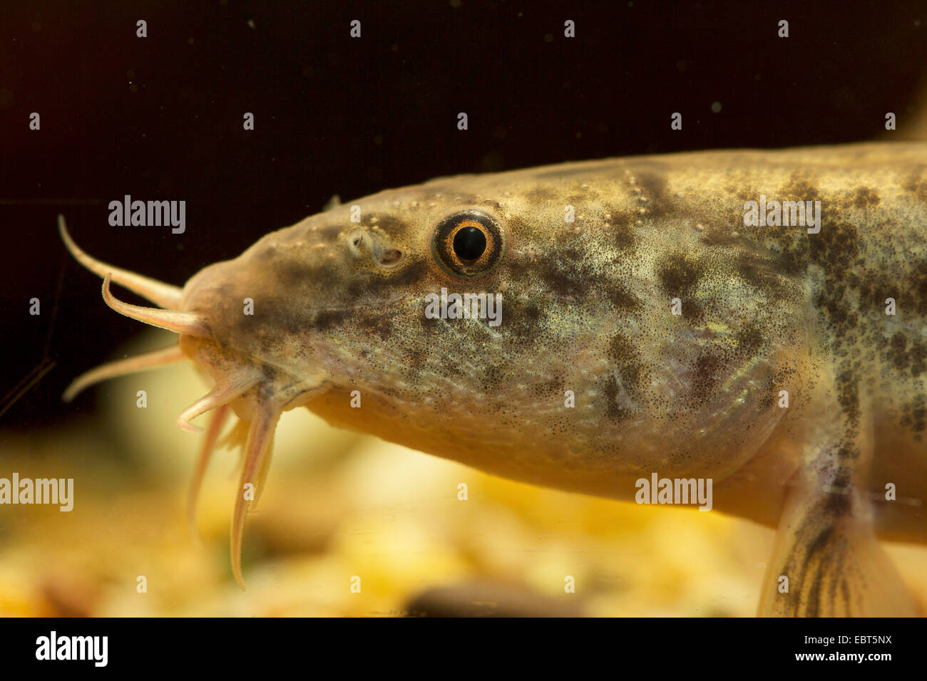 pond loach, dojo loach (Misgurnus anguillicaudatus), female, portrait Stock Photo
