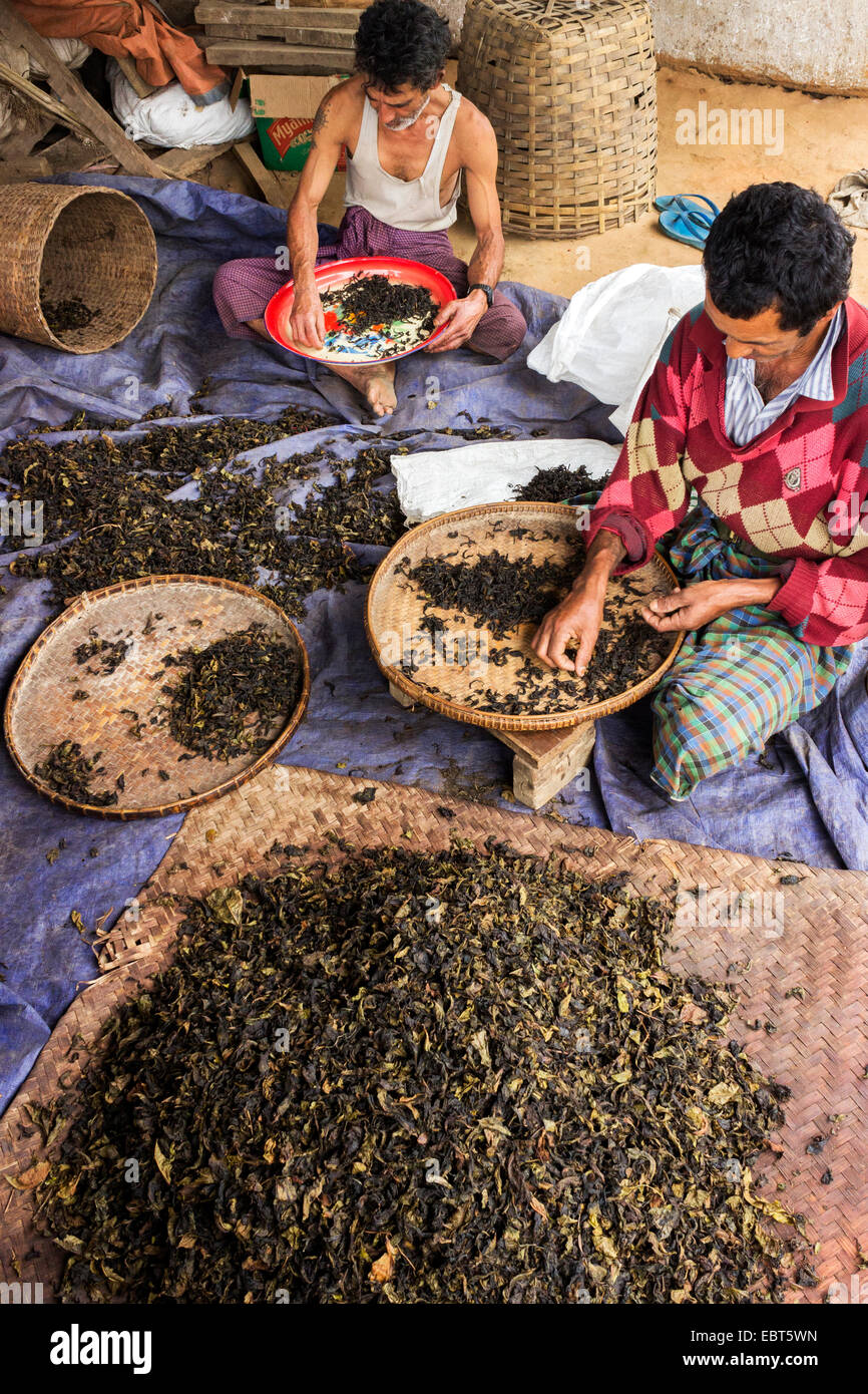 Myanmar black tea green tea burma hires stock photography and images