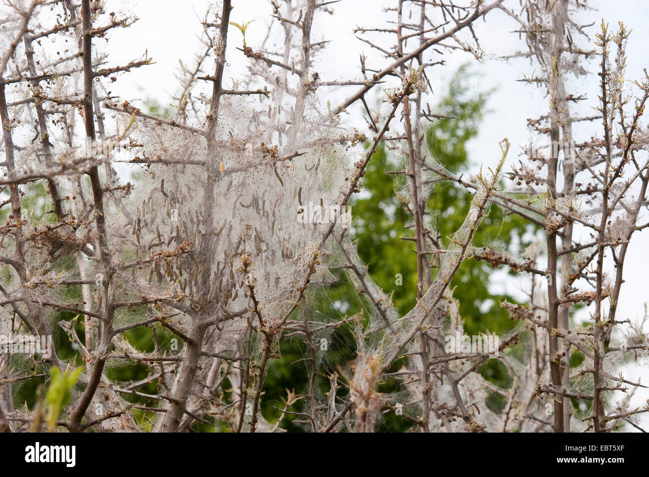 Ermine moth caterpillars shrub hi-res stock photography and images - Alamy