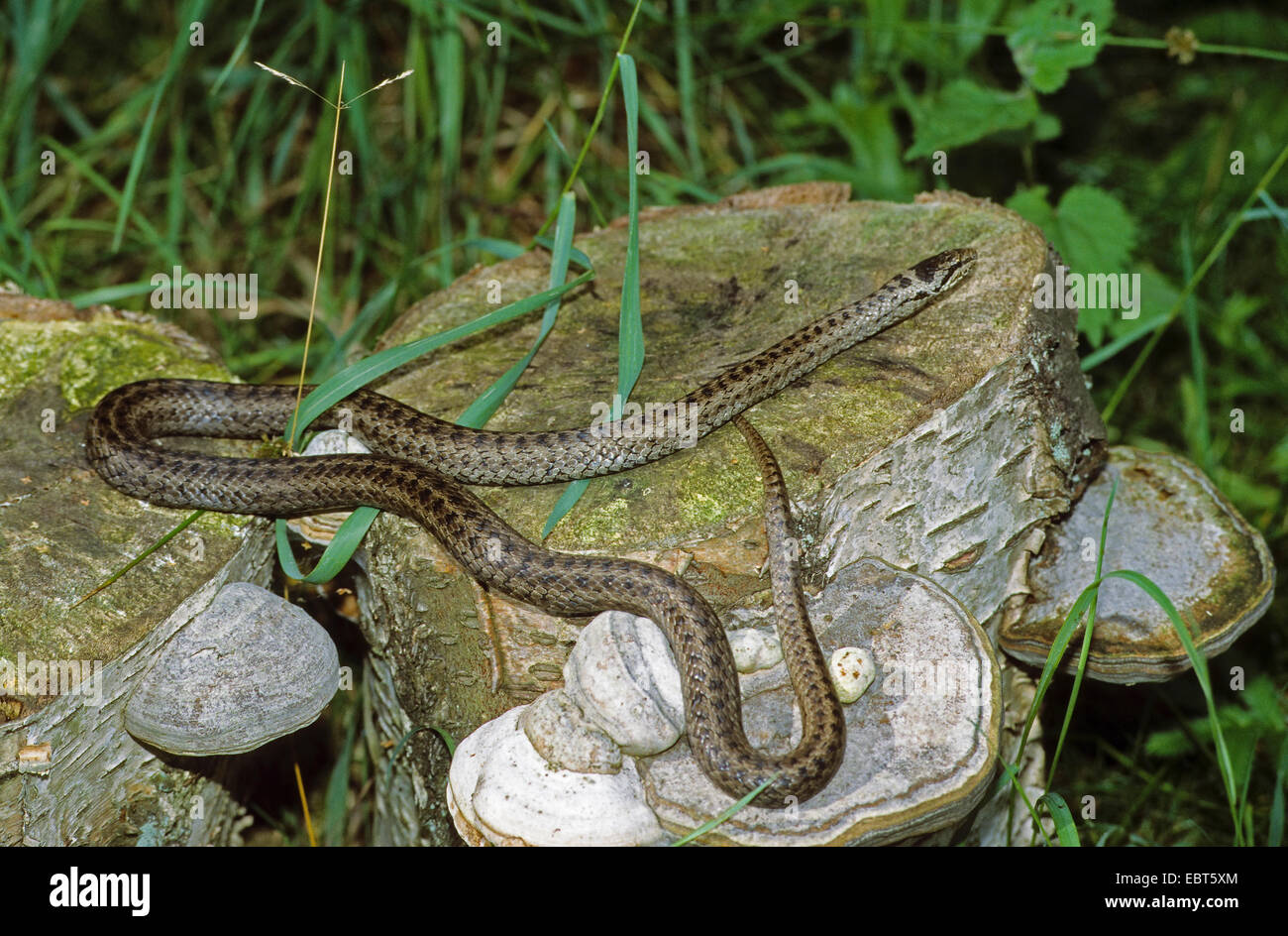 smooth snake (Coronella austriaca), sunbathing on a rock, Germany Stock Photo