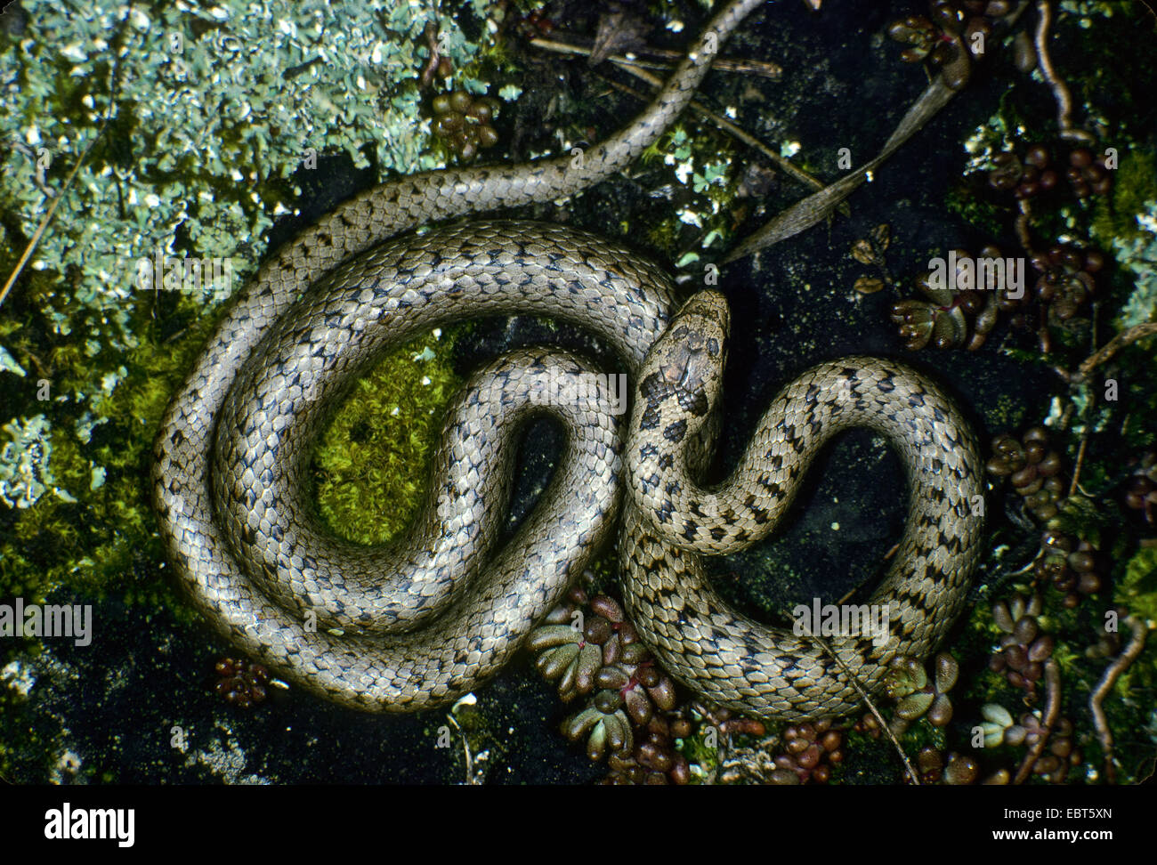 smooth snake (Coronella austriaca), winding, Germany Stock Photo