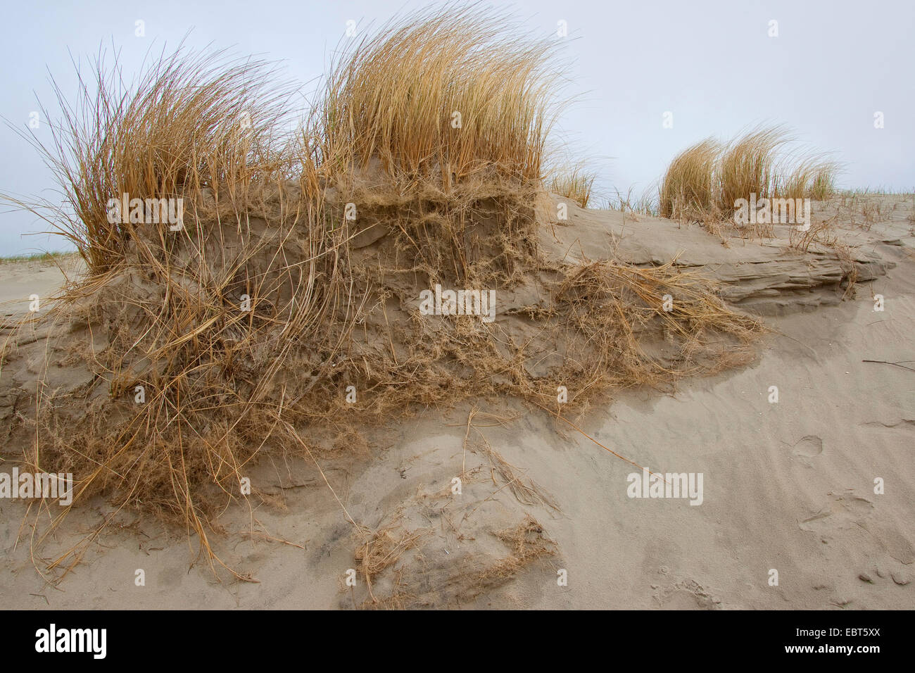 beach grass, European beachgrass, marram grass, psamma, sea sand-reed (Ammophila arenaria), on a dune with roots, Germany Stock Photo