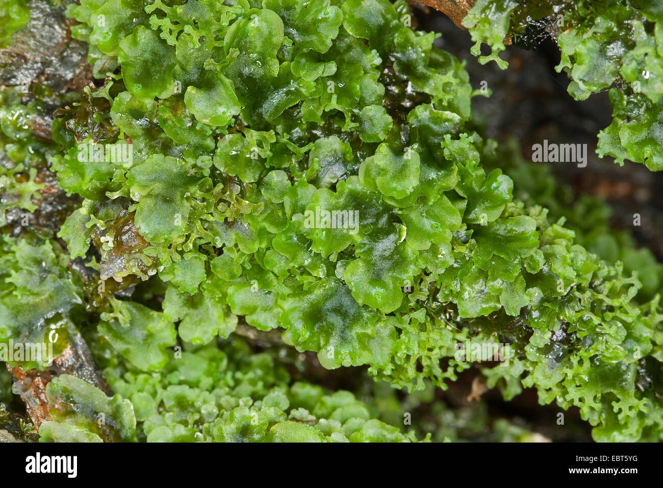 liverwort (Pellia endiviifolia), thallus, Germany Stock Photo