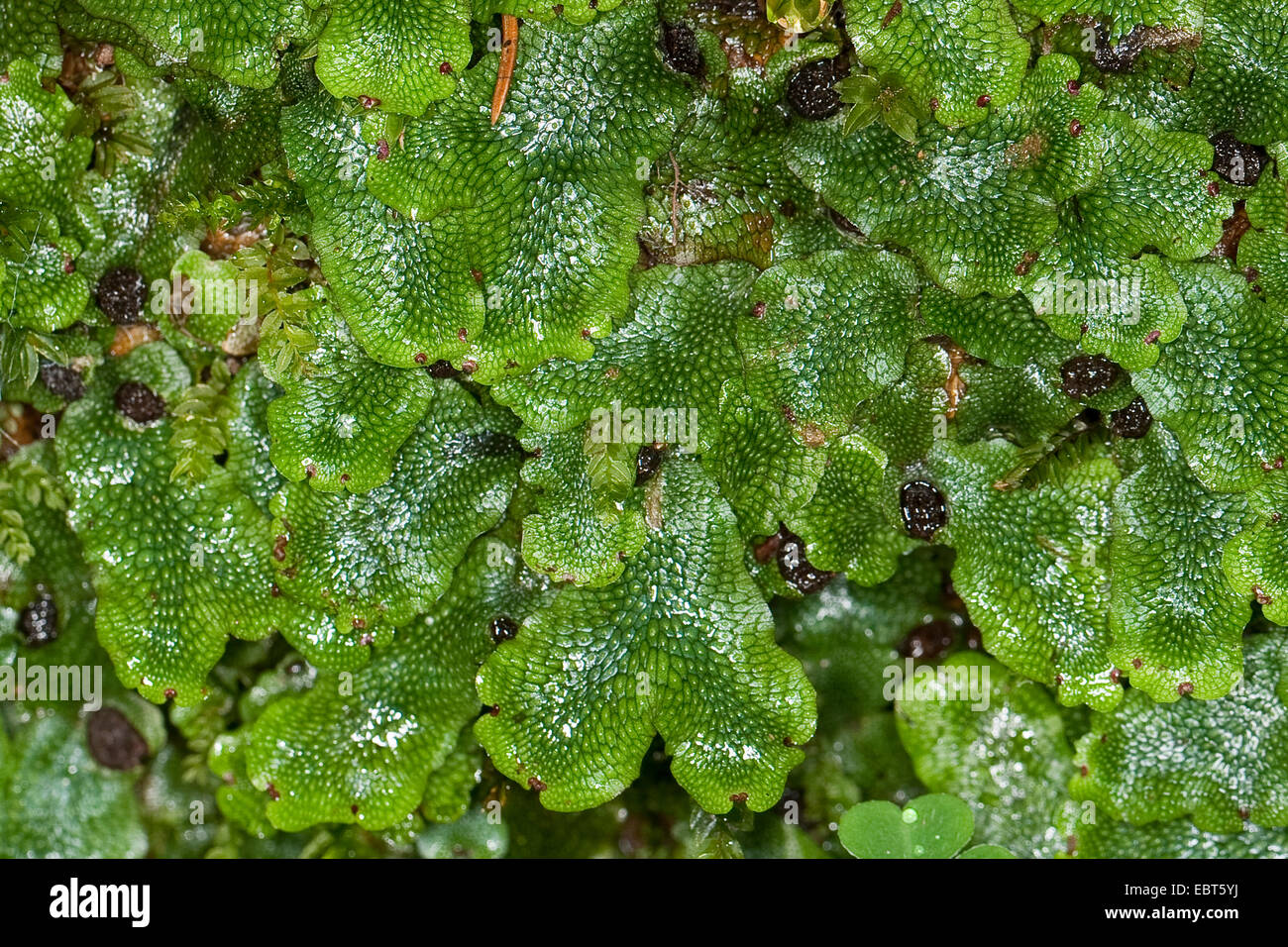 Scented Liverwort (Conocephalum conicum), thallus, Germany Stock Photo