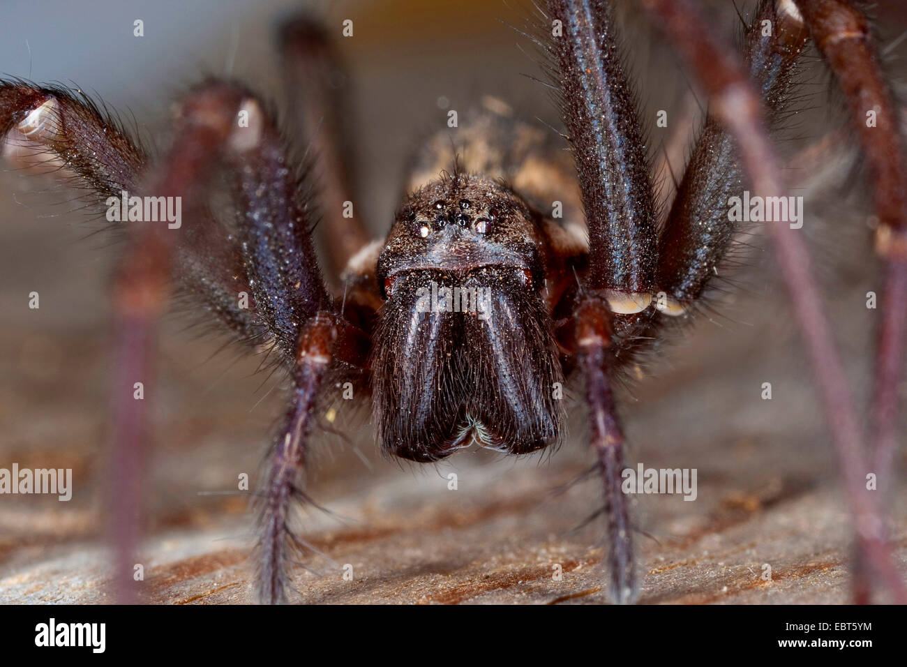 giant European house spider, giant house spider, larger house spider, cobweb spider (Tegenaria gigantea, Tegenaria atrica), female, portrait with 8 eyes and strong chelicera, Germany Stock Photo