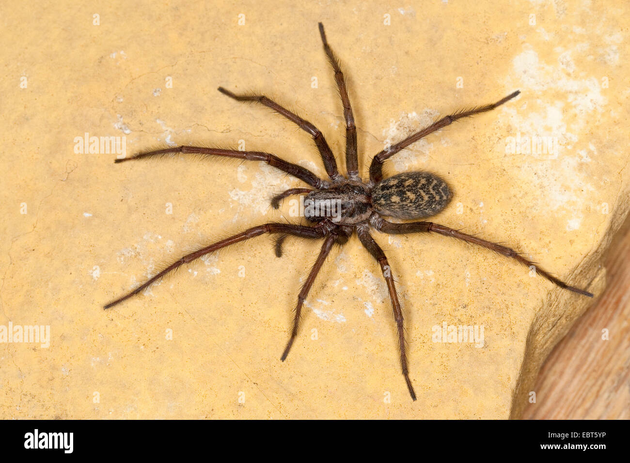 giant European house spider, giant house spider, larger house spider, cobweb spider (Tegenaria gigantea, Tegenaria atrica), female, Germany Stock Photo