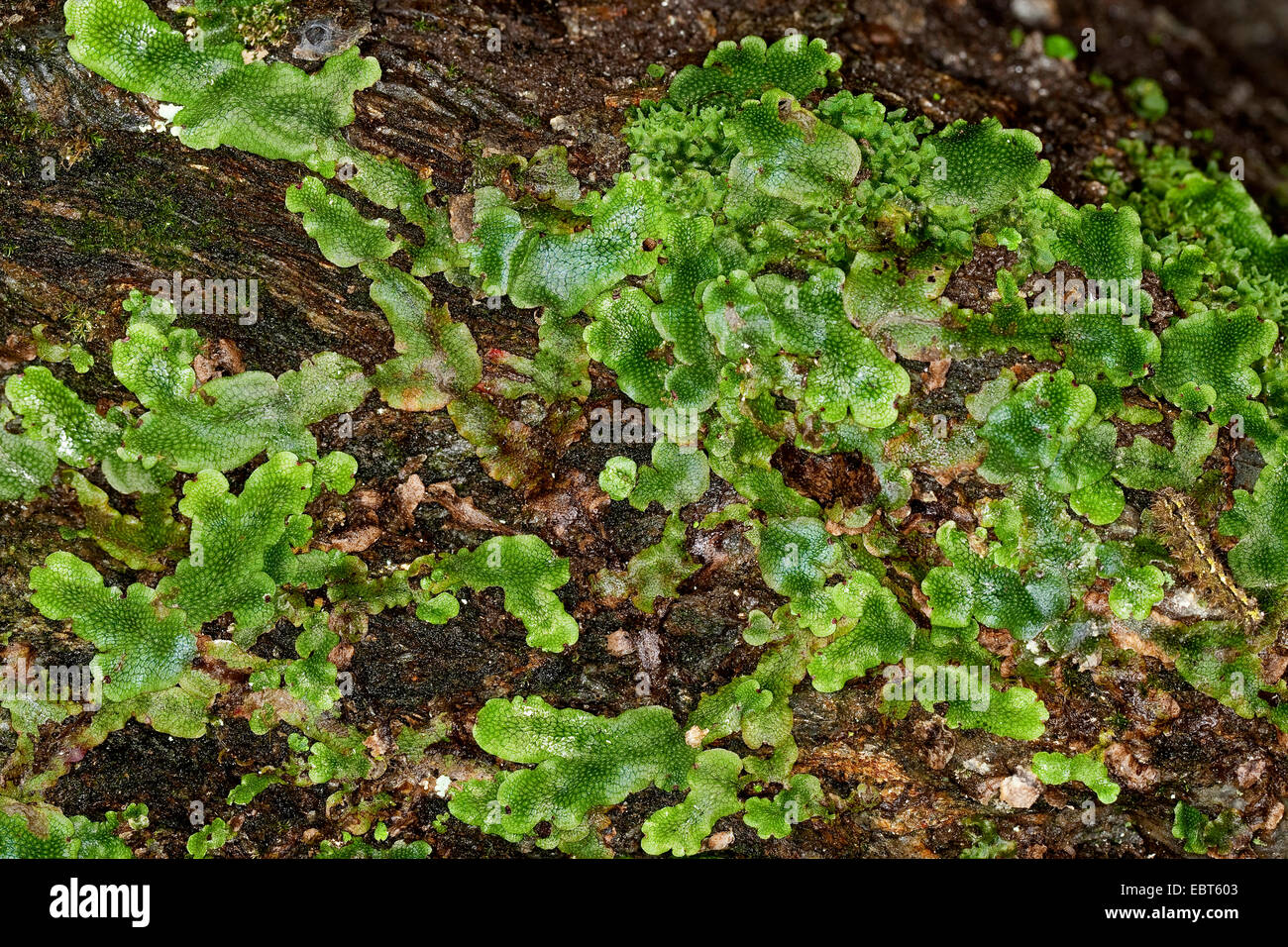 Scented Liverwort (Conocephalum conicum), on a rock, Germany Stock Photo