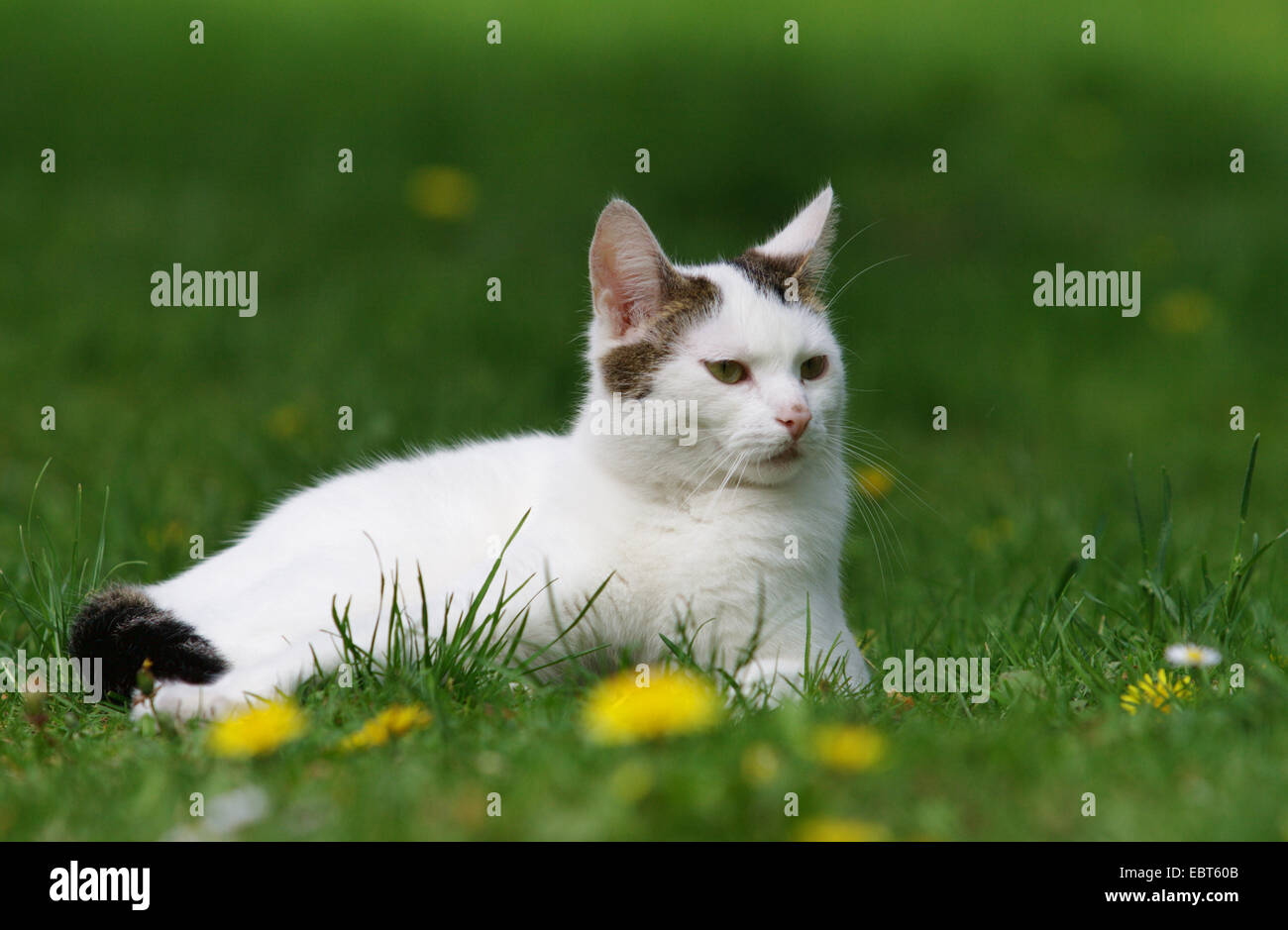 domestic cat, house cat (Felis silvestris f. catus), 2 years old white cat in a meadow, Germany Stock Photo