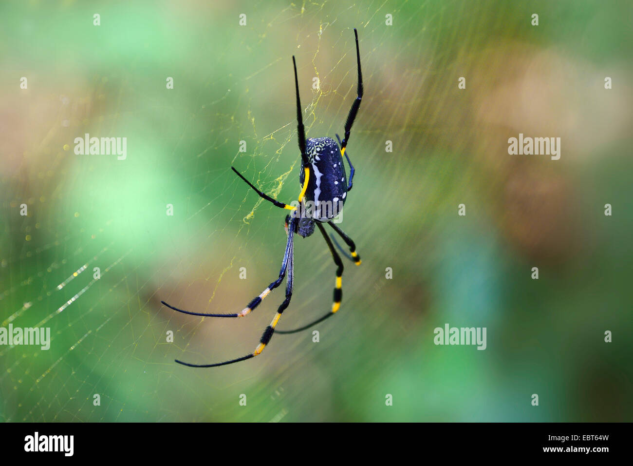 silk spider (Nephila spec.), silk spider in the web, South Africa Stock Photo