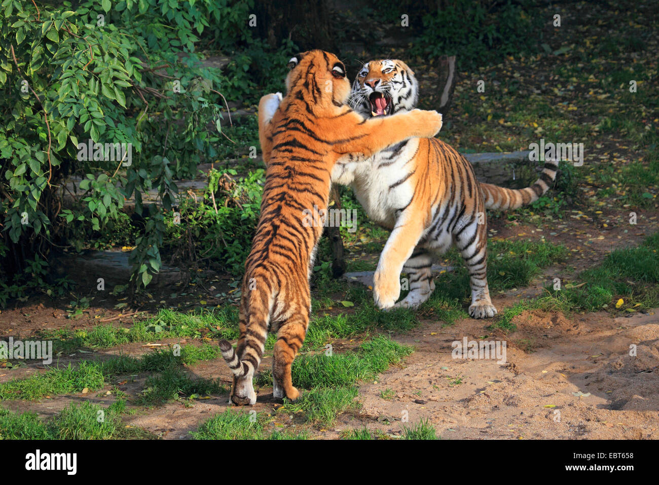 Siberian tiger, Amurian tiger (Panthera tigris altaica), two tussling tigers Stock Photo
