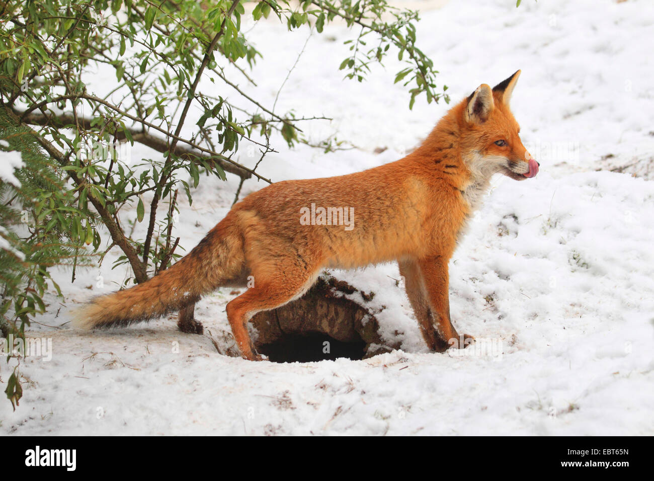 red fox (Vulpes vulpes), at its den, Germany Stock Photo