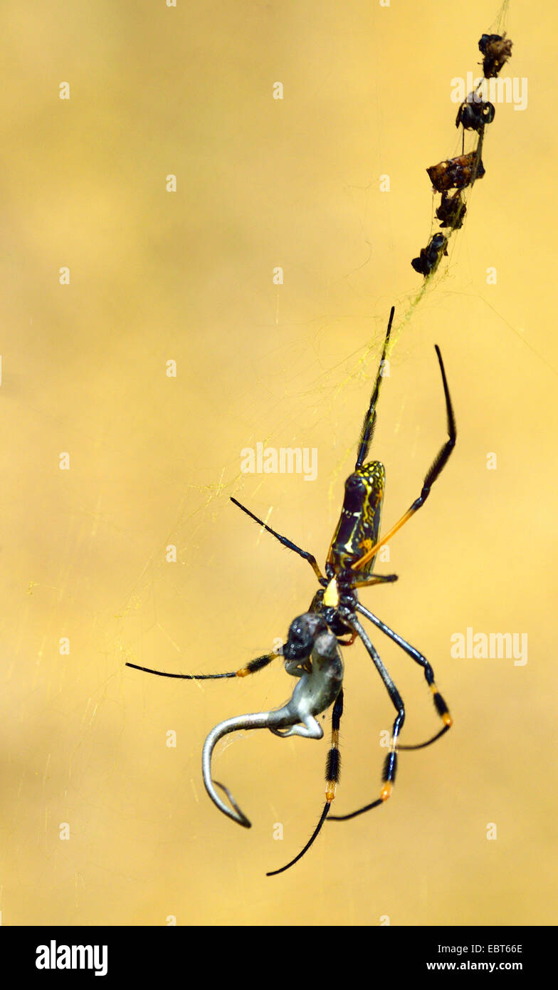 silk spider (Nephila spec), silk spider feeding on a young lizard, South Africa Stock Photo