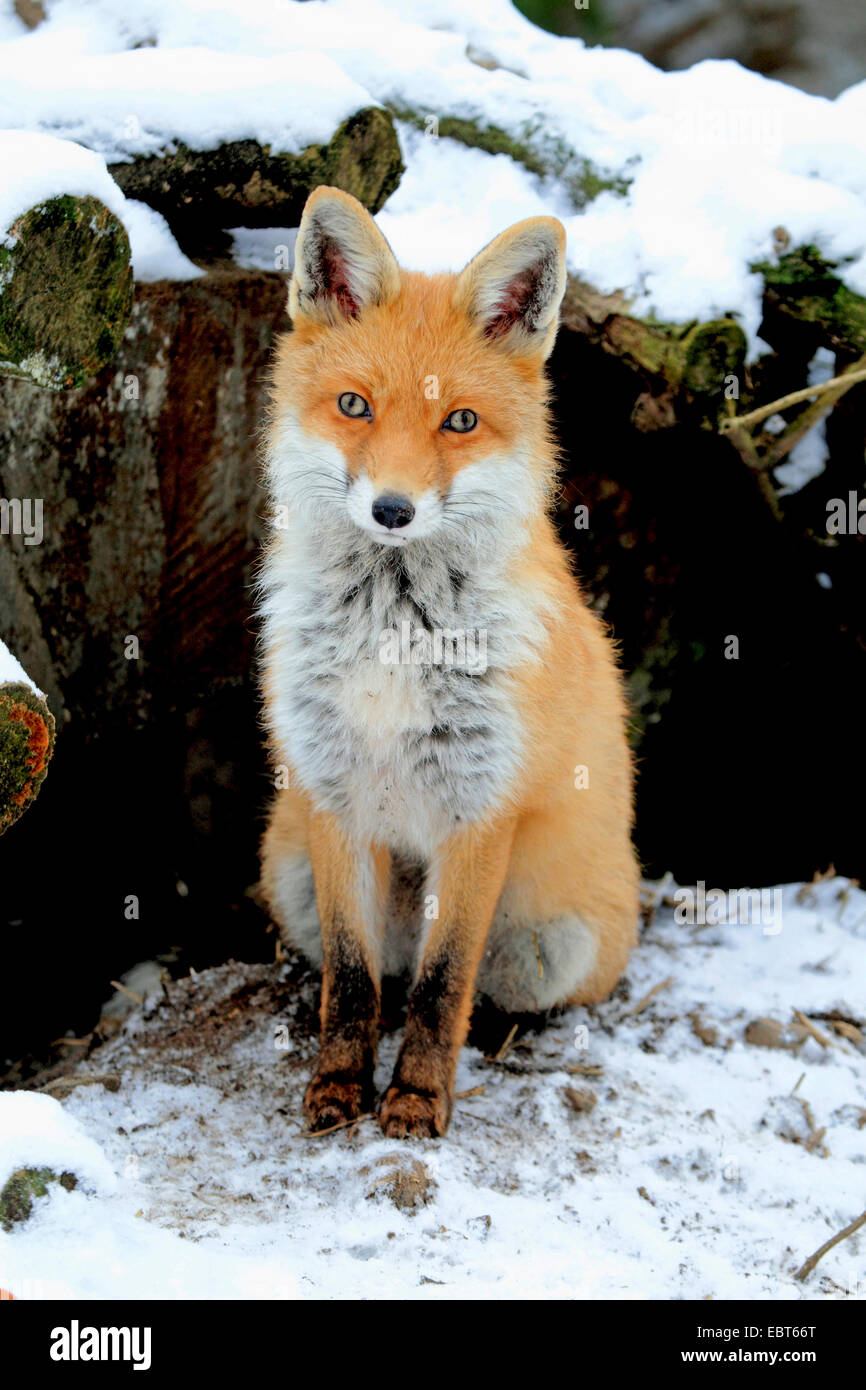 red fox (Vulpes vulpes), at its den, Germany Stock Photo