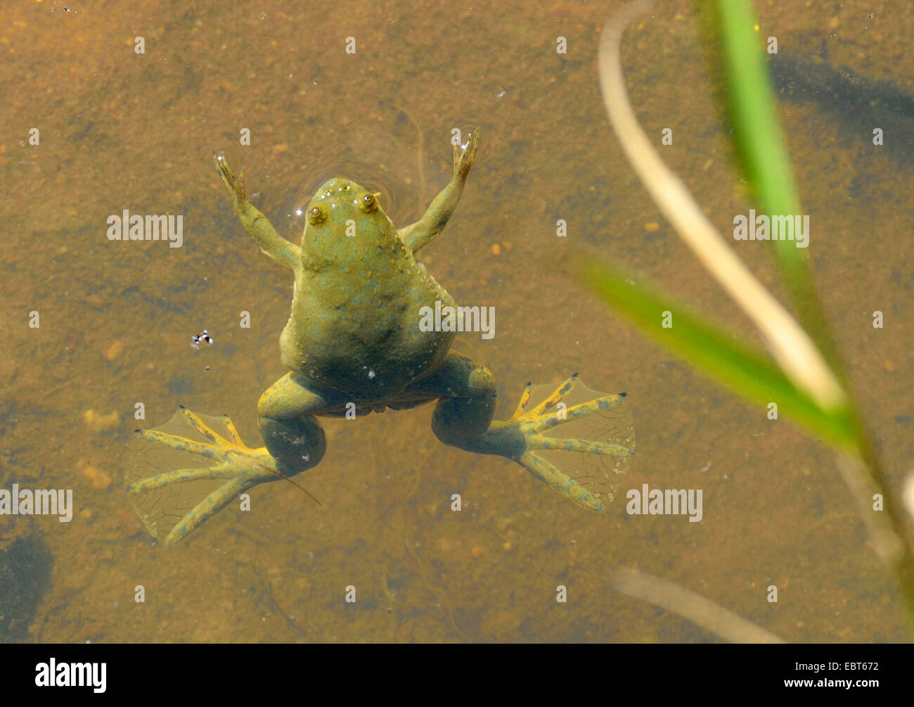 African clawed frog (Xenopus laevis), in river Olifants, South Africa Stock Photo