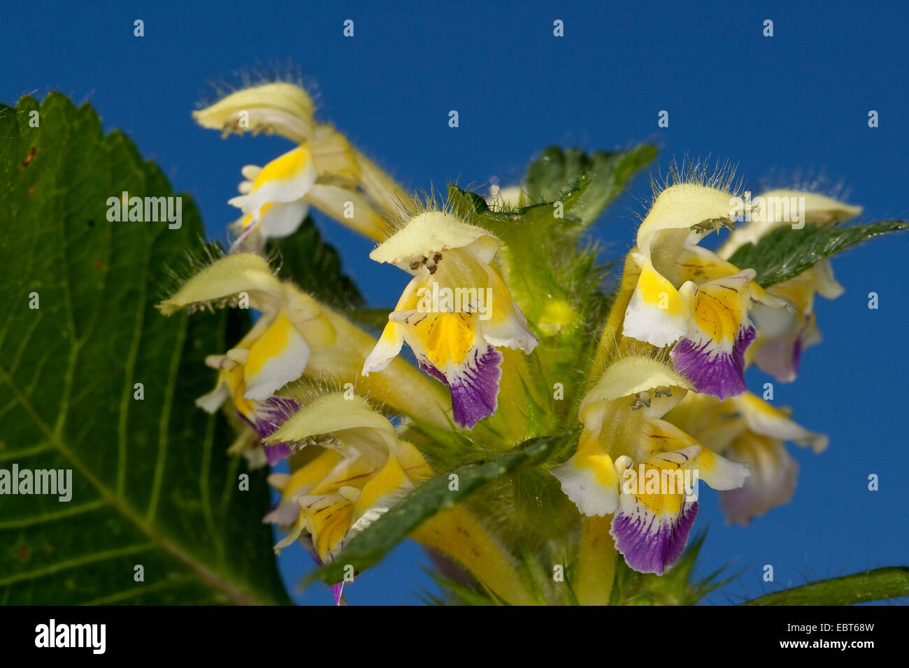 large-flowered hemp-nettle, Edmonton hempnettle (Galeopsis speciosa), flowers, Germany Stock Photo