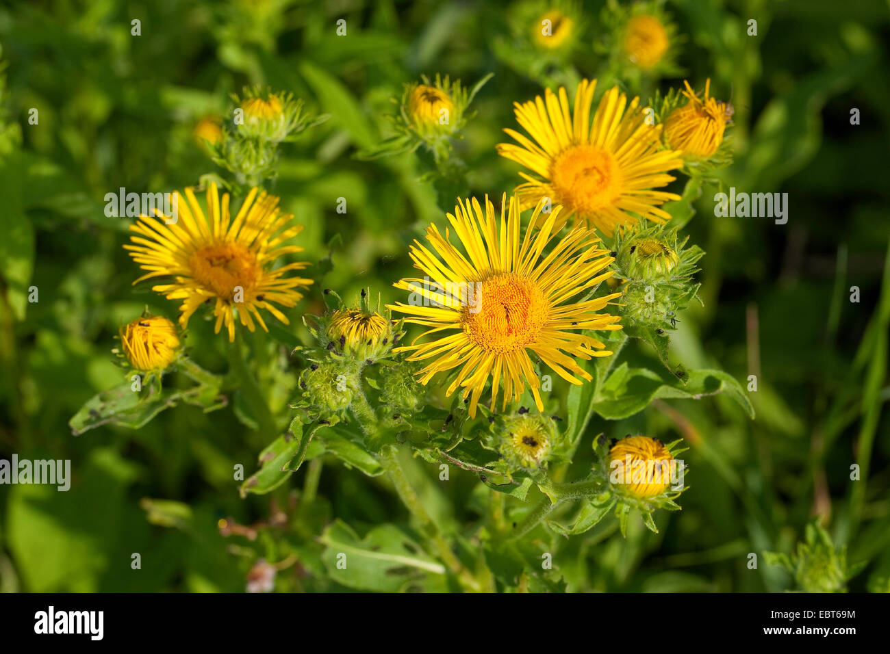 British yellowhead, British yellow-head, Meadow Fleabane, British Elecampane (Inula britannica, Inula hispanica), blooming, Germany Stock Photo