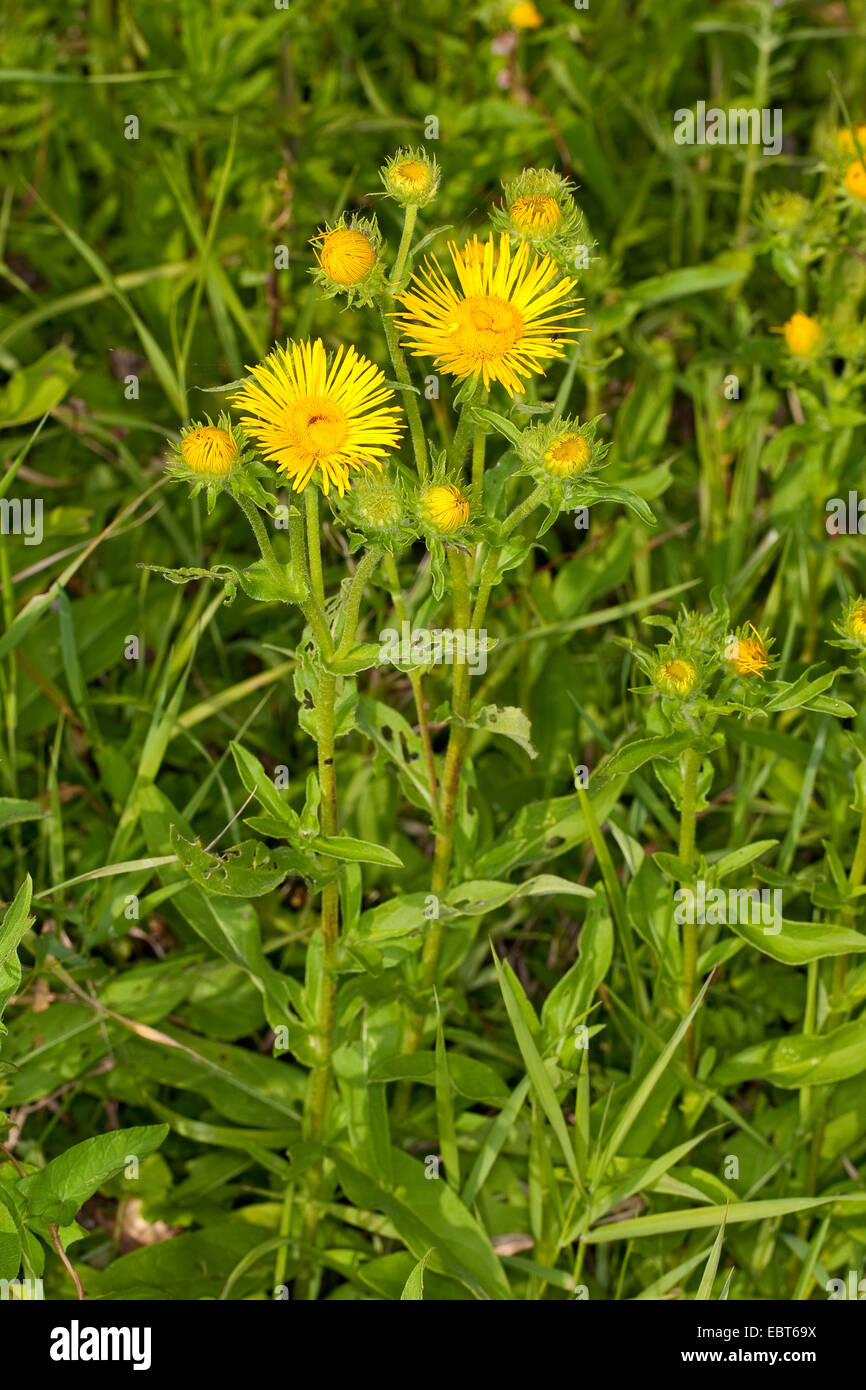 British yellowhead, British yellow-head, Meadow Fleabane, British Elecampane (Inula britannica, Inula hispanica), blooming, Germany Stock Photo
