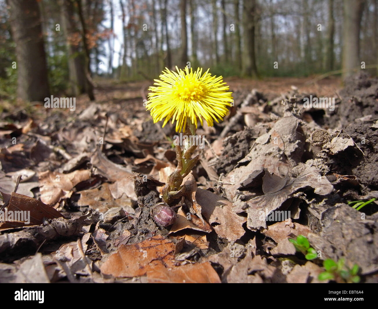 colt's-foot, coltsfoot (Tussilago farfara), blooming, Germany Stock Photo