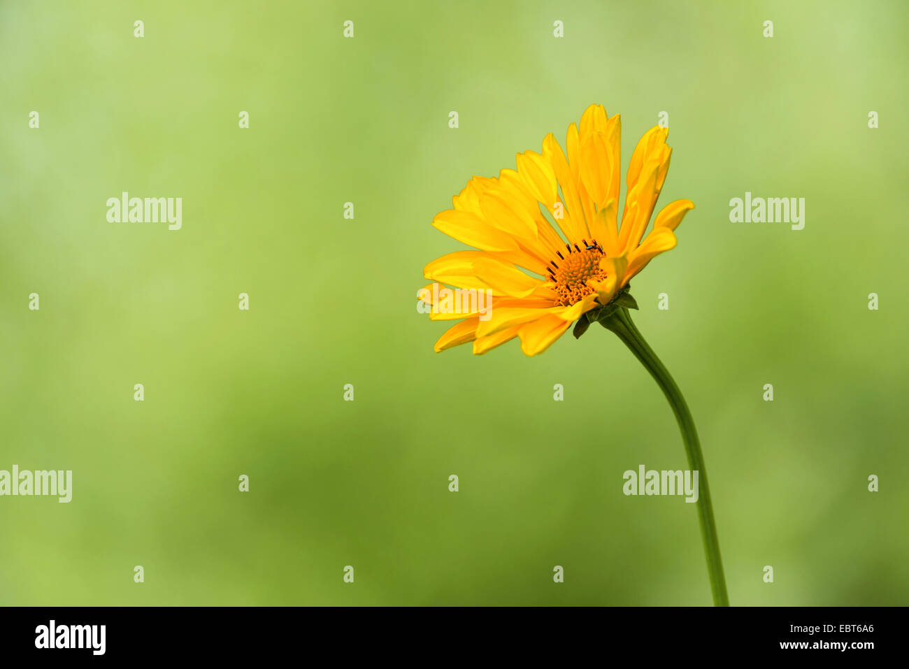 blooming composite Stock Photo