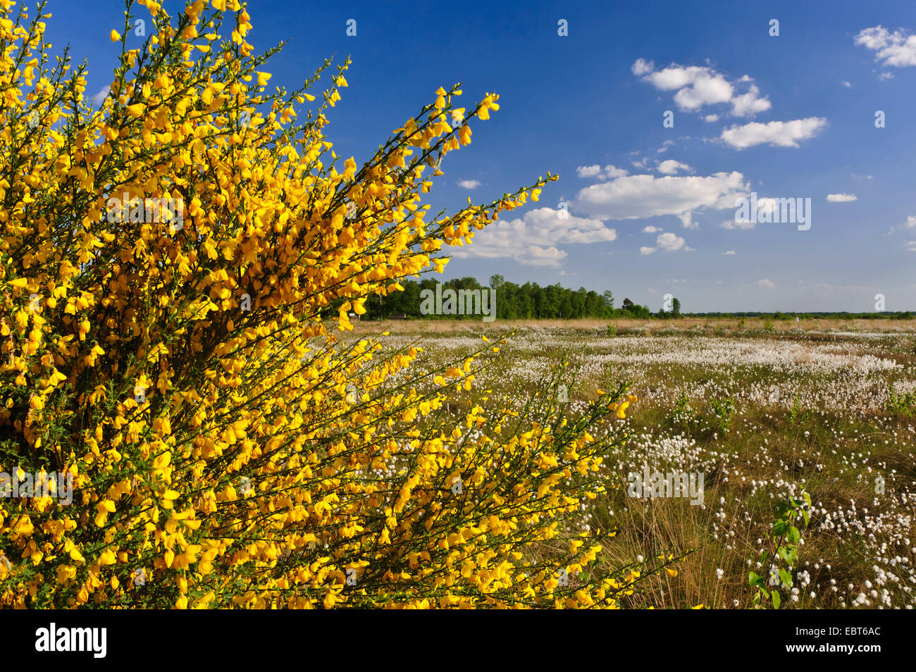 Scotch broom (Cytisus scoparius, Sarothamnus scoparius), blooming at the edge of a mire, Germany, Lower Saxony, Goldenstedter Moor Stock Photo