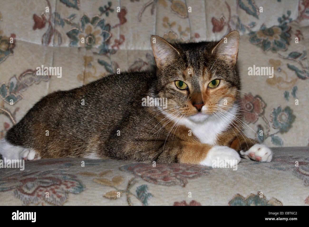 domestic cat, house cat (Felis silvestris f. catus), 2 years old cat on a sofa, Germany Stock Photo