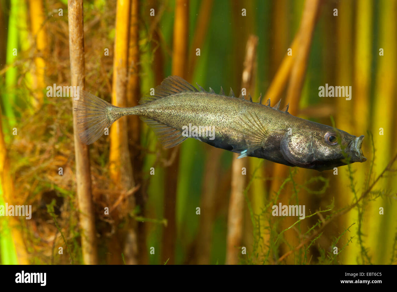 Nine-spined stickleback (Pungitius pungitius), male in threatening posture in front of the nest Stock Photo
