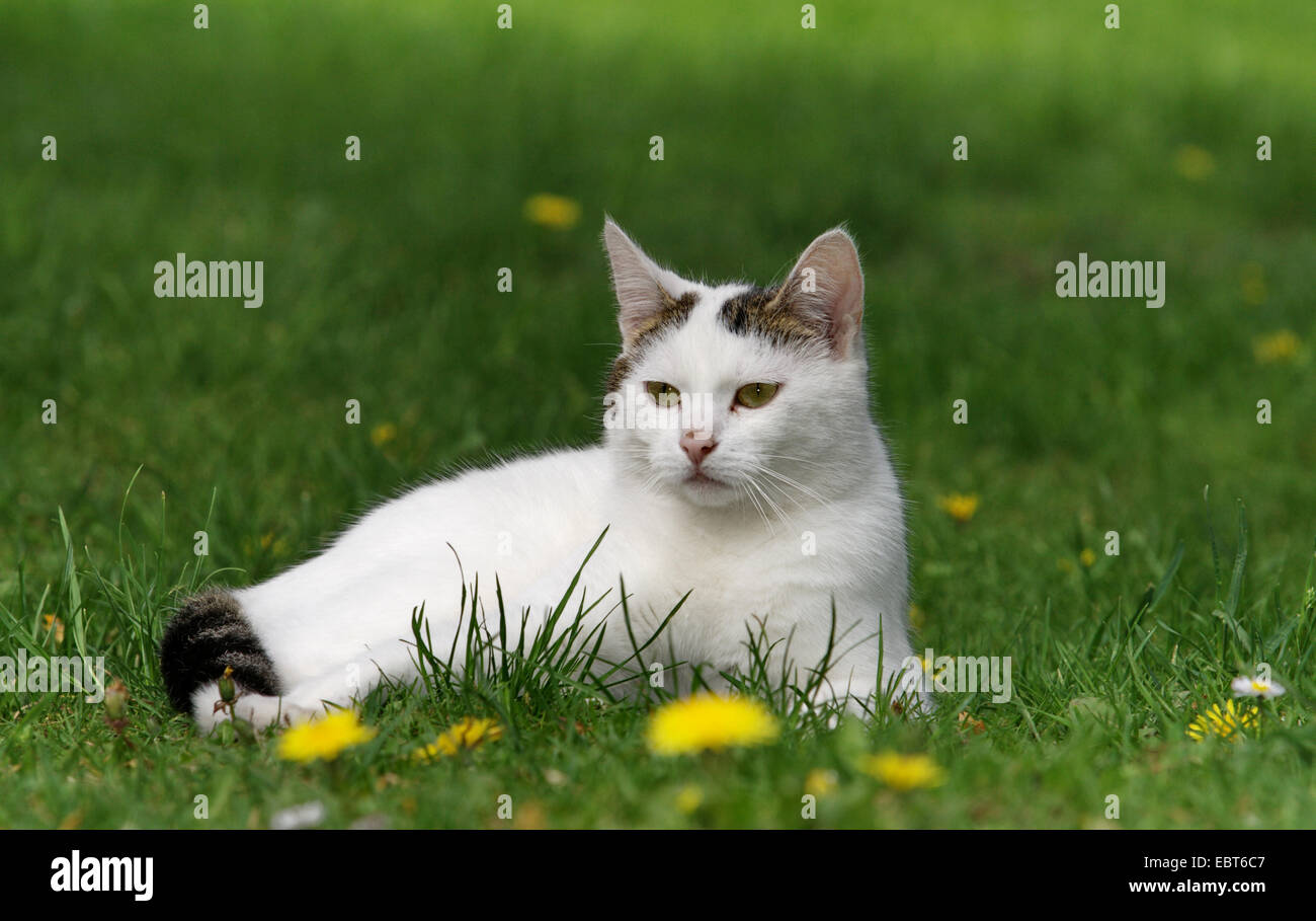 domestic cat, house cat (Felis silvestris f. catus), 2 years old white cat in a meadow, Germany Stock Photo