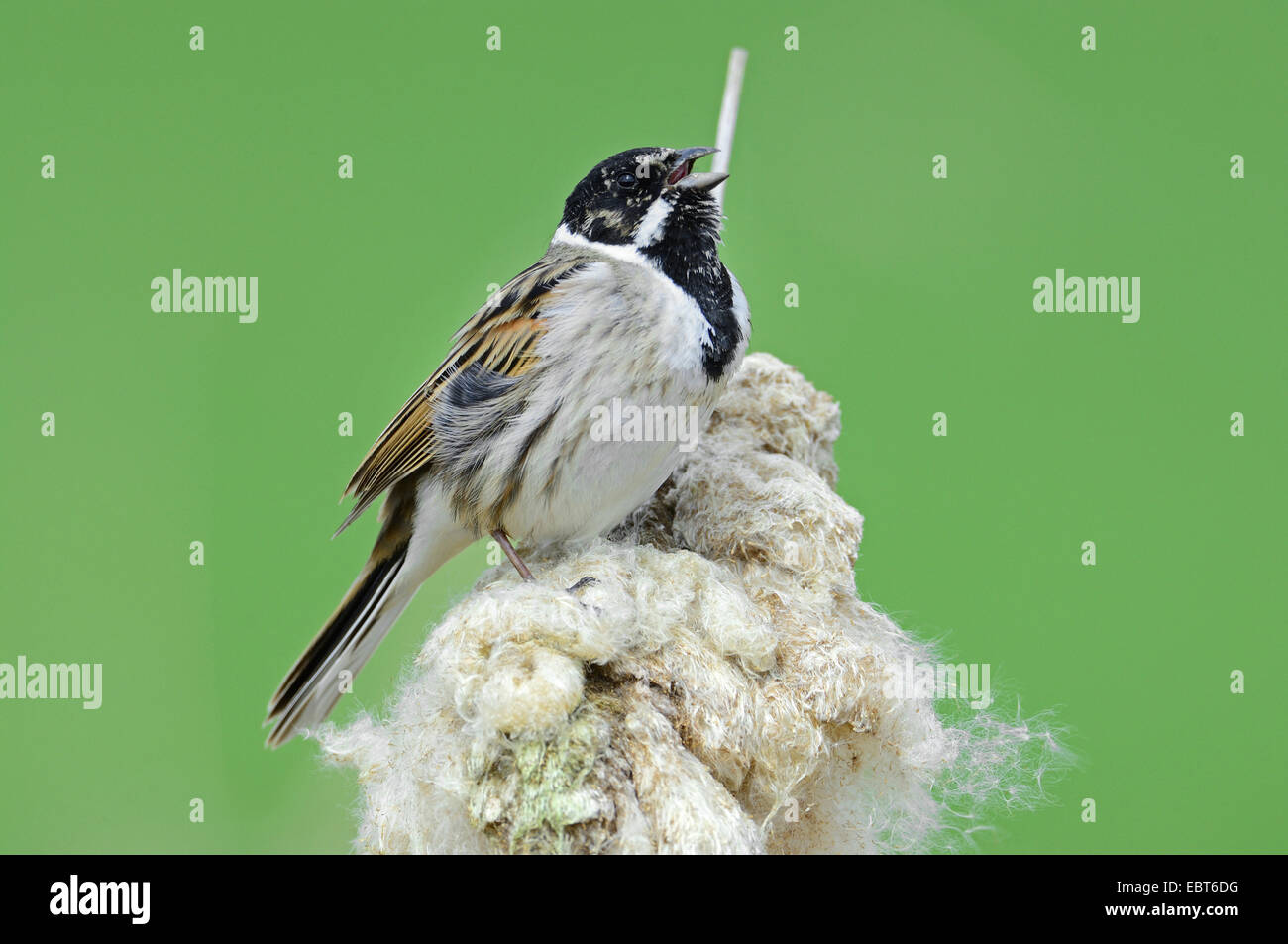 reed bunting (Emberiza schoeniclus), male sitting on a reed ear singing, Germany, Bavaria Stock Photo