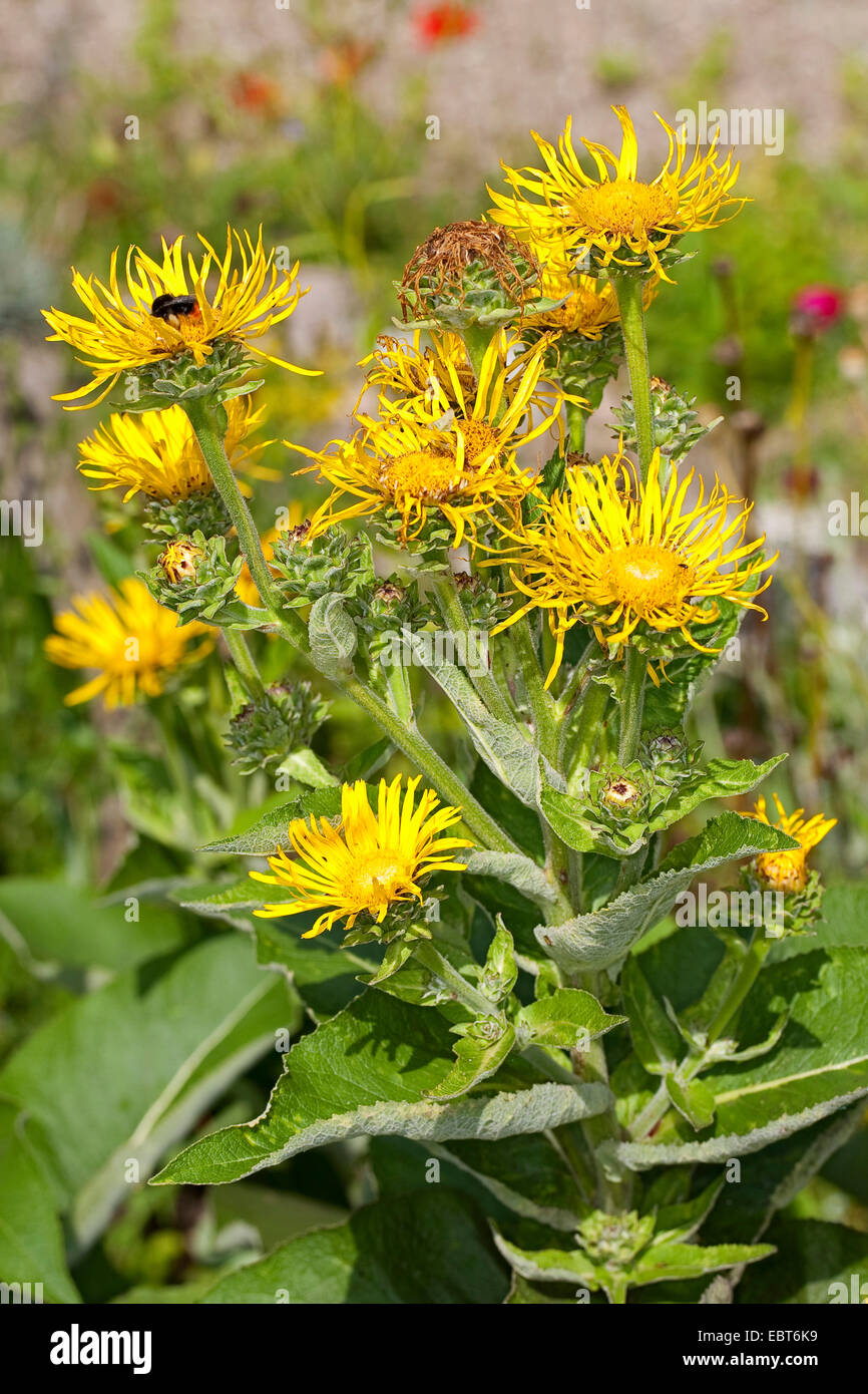 Elecampane, Scabwort, Horse-heal, Marchalan (Inula helenium), blooming, Germany Stock Photo