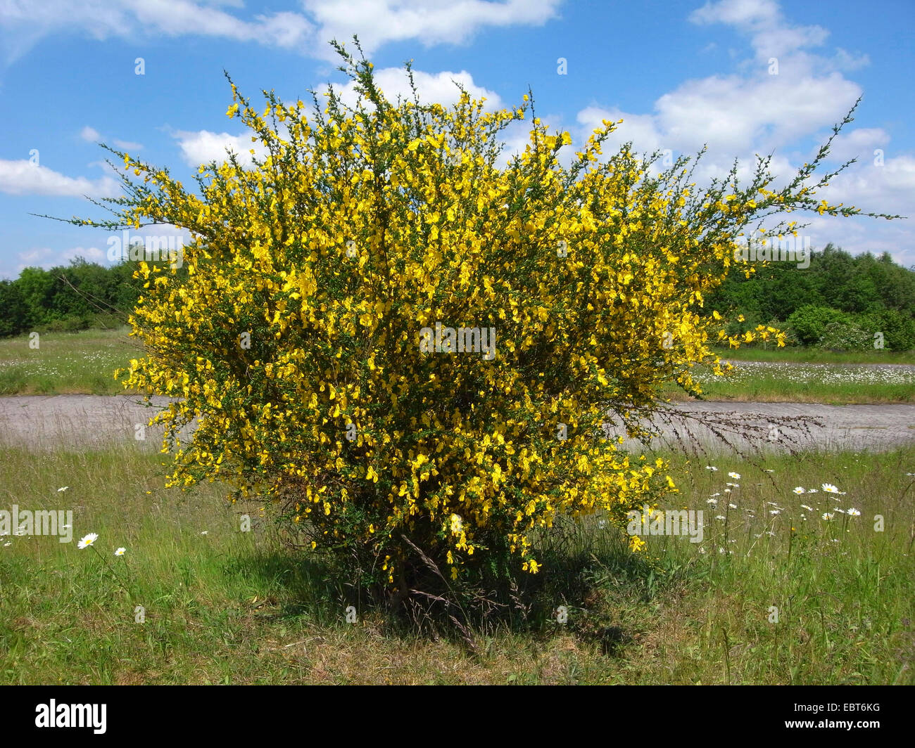 Scotch broom (Cytisus scoparius, Sarothamnus scoparius), blooming bush, Germany Stock Photo