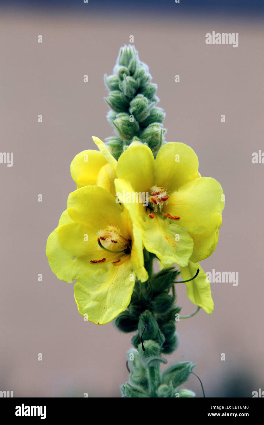Dense inflorescence hi-res stock photography and images - Alamy