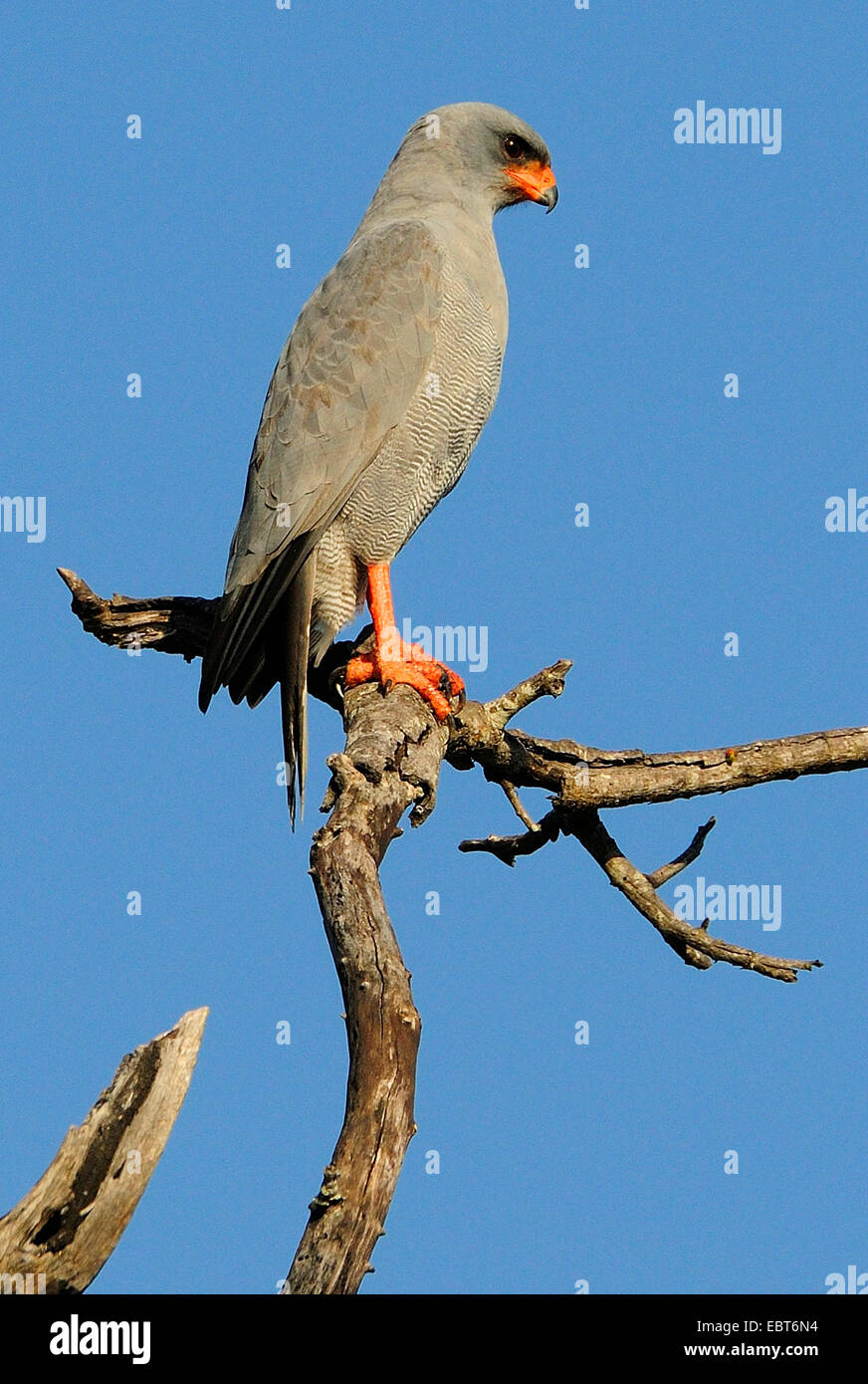 Dark chanting-goshawk (Melierax metabates), sitting on a dead branch, look out, South Africa, Krueger National Park Stock Photo