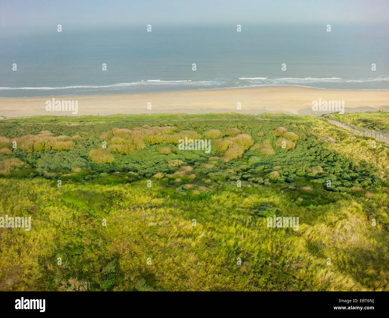 aerial view over the grown dunes to the North Sea, Netherlands, Coepelduynen, Noordwijk aan Zee Stock Photo