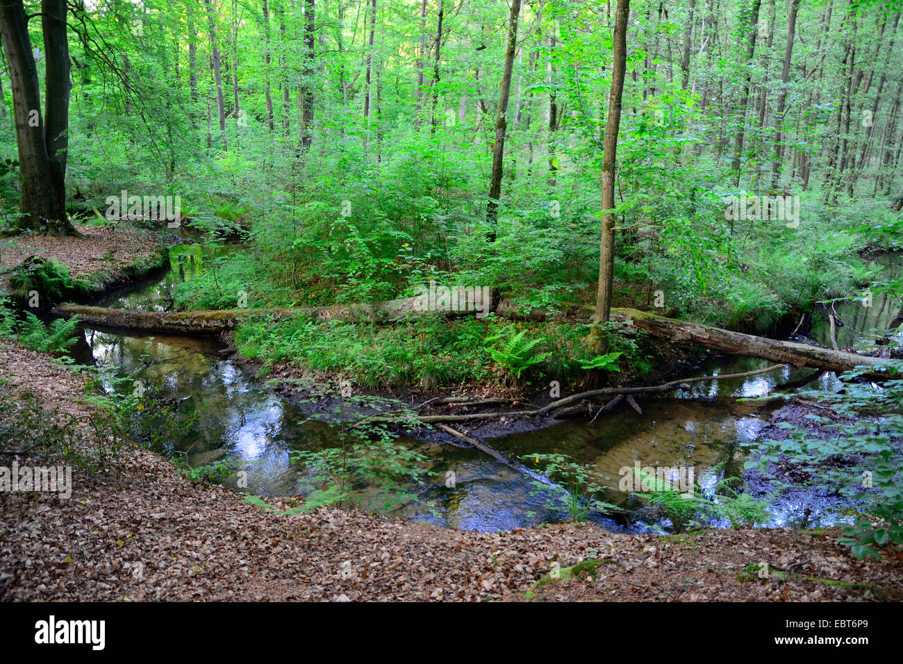 creek in the woods, Germany, North RhineWestphalia Stock Photo Alamy