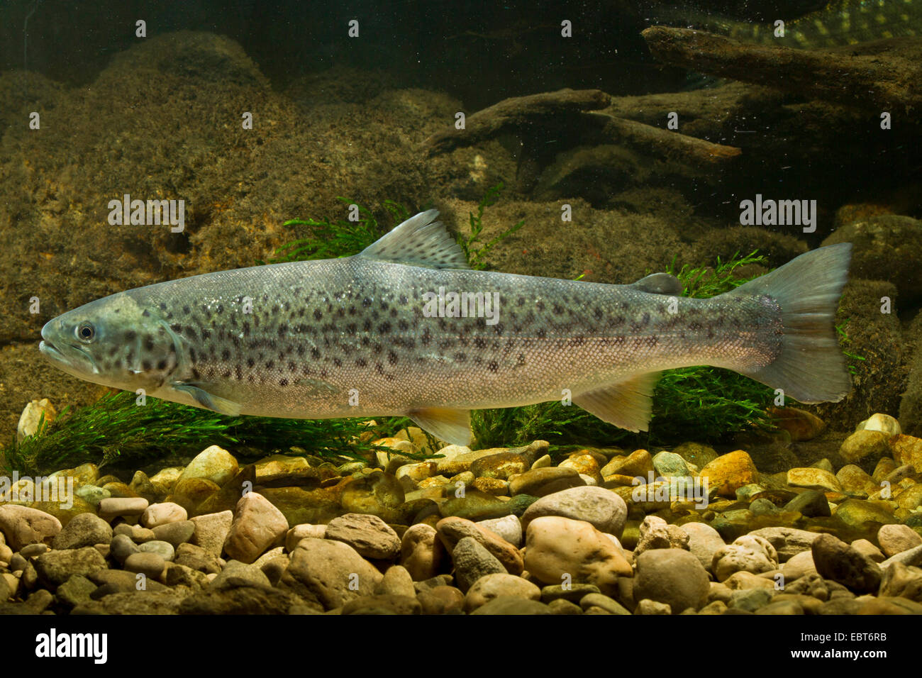 lake trout (Salmo trutta lacustris), side view Stock Photo
