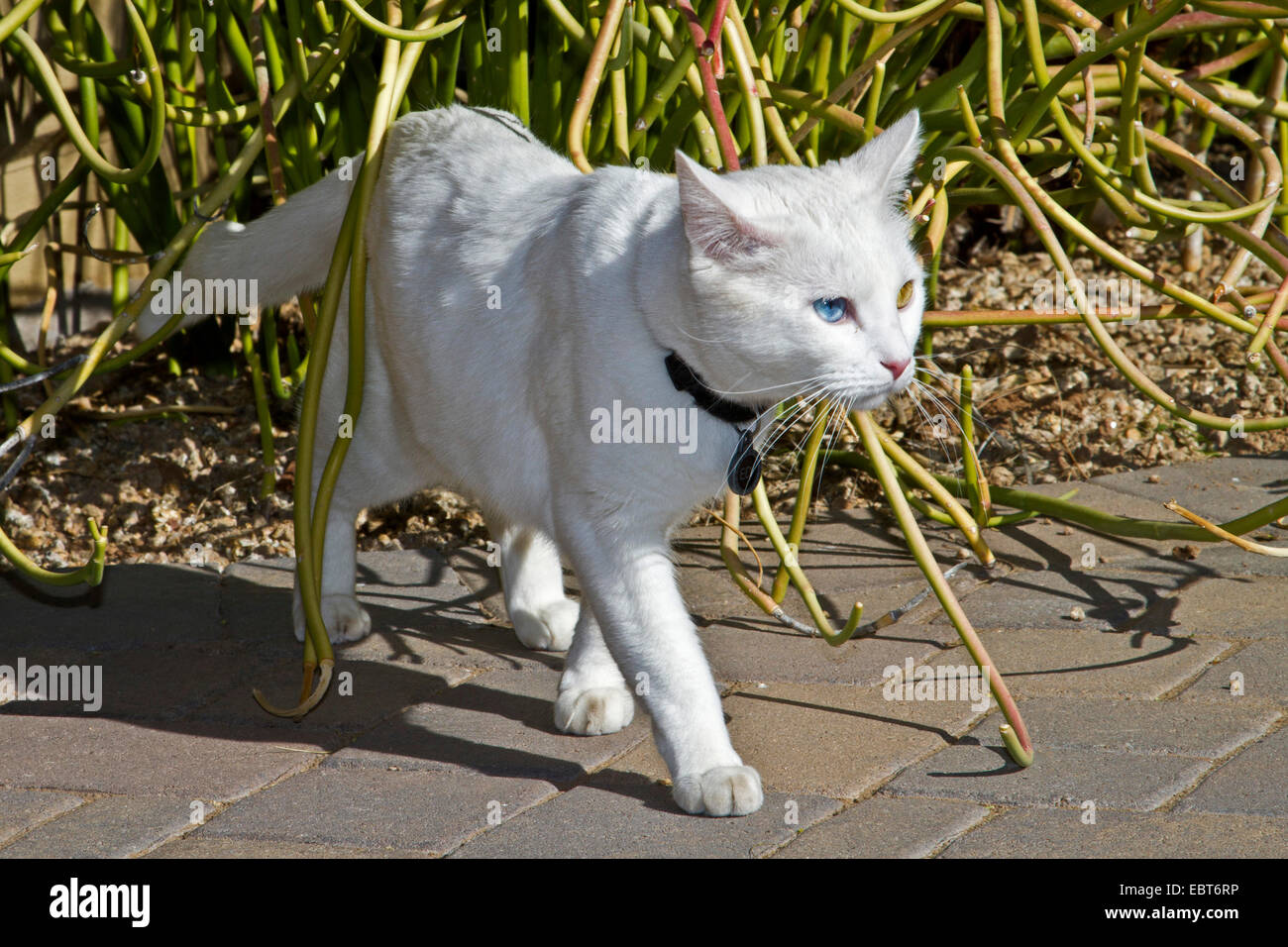 domestic cat, house cat, Turkish Van (Felis silvestris f. catus), odd-eyed white male Stock Photo