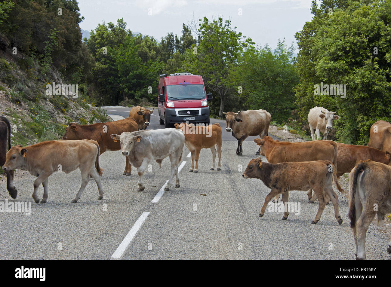 domestic cattle (Bos primigenius f. taurus), herd of cows on the road, France, Corsica Stock Photo