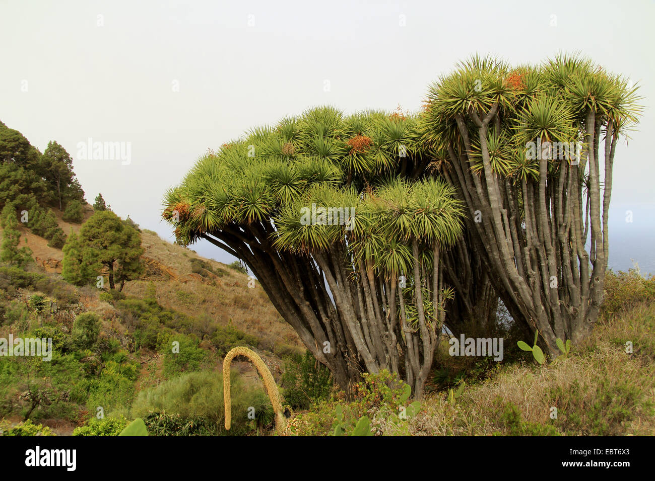 Tear Dragon S Blood Draegon Tree Canary Islands Dragon Tree Drago Dracaena Draco Plant Group In Natural Landscape Canary Islands La Palma Las Tricias Stock Photo Alamy Tear Dragon S Blood Draegon Tree Canary Islands Dragon Tree Drago Dracaena Draco Plant Group In Natural Landscape Canary Islands La Palma Las Tricias Stock Photo Alamy