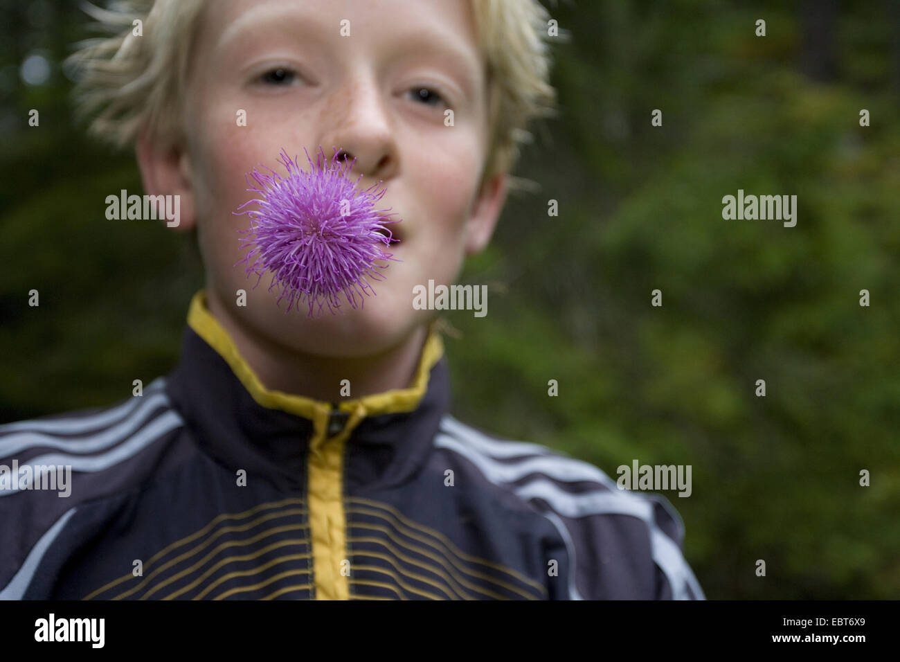 young boy with thistle in his mouth in forest, Norway Stock Photo