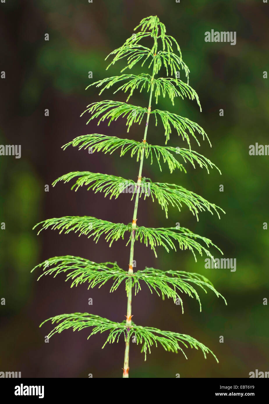 sylvan horsetail, wood horsetail, woodland horsetail (Equisetum ...