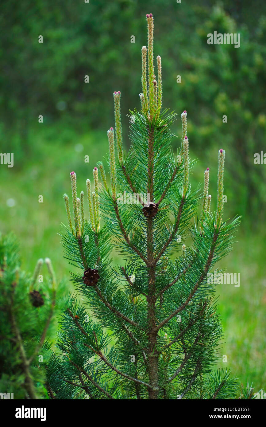 Mountain pine, Mugo pine (Pinus mugo subsp. rotundata, Pinus rotundata, Pinus uncinata), in Murnauer Moos, Germany, Bavaria, Oberbayern, Upper Bavaria, Murnauer Moos Stock Photo