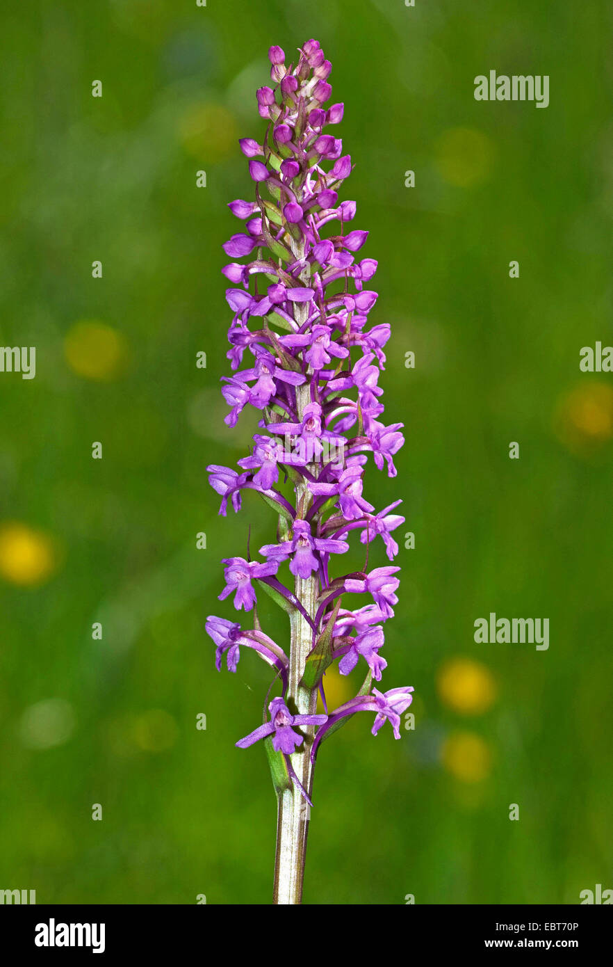 fragrant orchid (Gymnadenia conopsea), inflorescence, Austria, Tyrol, Tannheimer Tal Stock Photo
