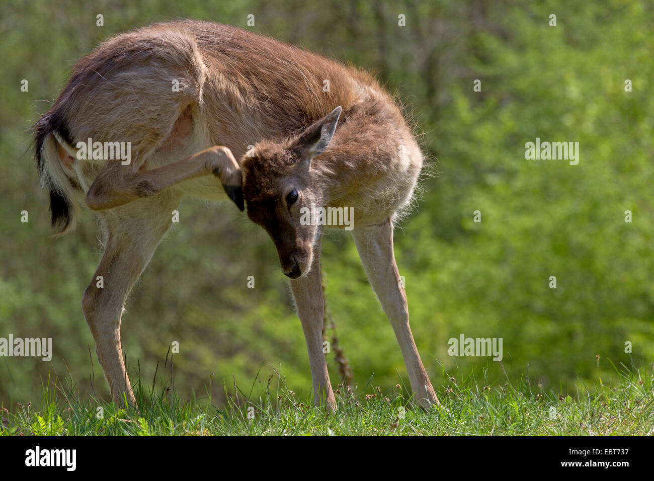 fallow deer (Dama dama, Cervus dama), deer calf having a scratch, Germany, Schleswig-Holstein Stock Photo