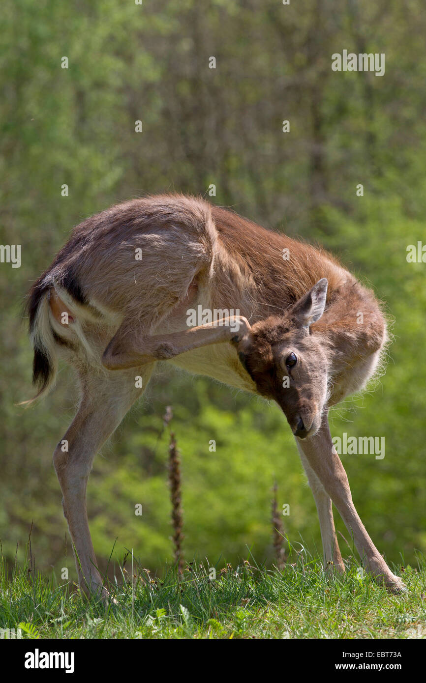 fallow deer (Dama dama, Cervus dama), deer calf having a scratch, Germany, Schleswig-Holstein Stock Photo