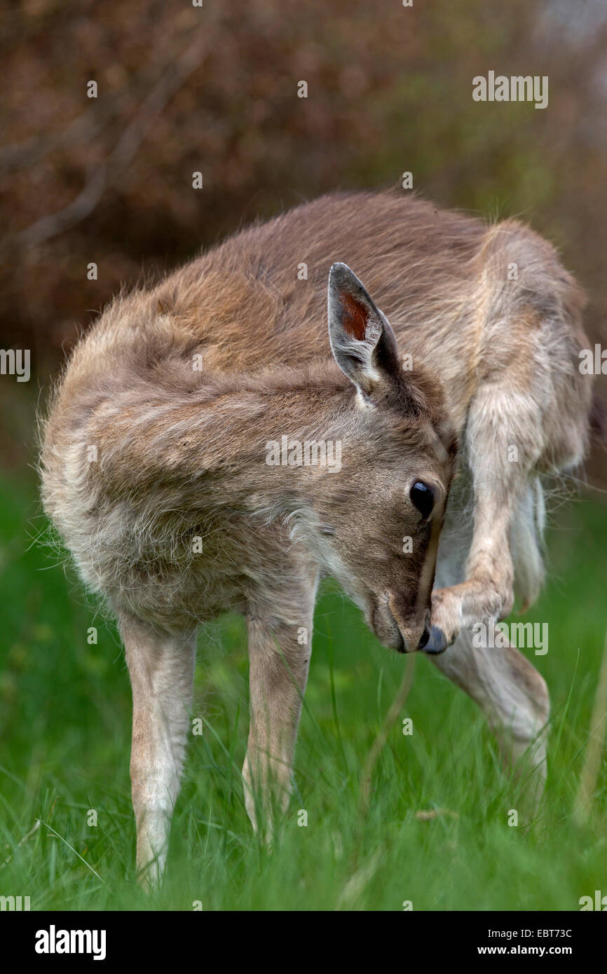 fallow deer (Dama dama, Cervus dama), deer calf having a scratch, Germany, Schleswig-Holstein Stock Photo