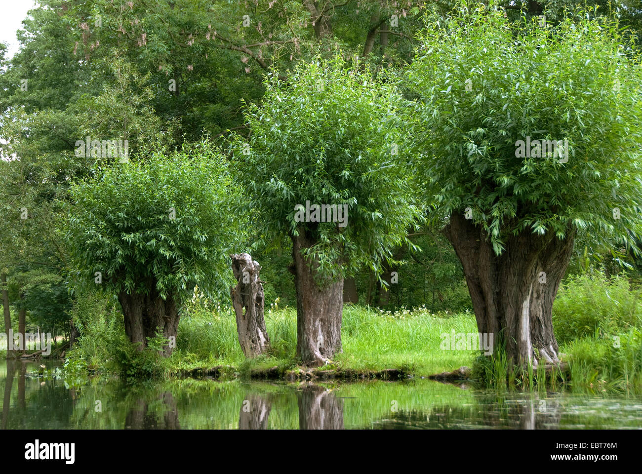 White willow (Salix alba), pollarded willows in Spreewald, Germany, Berlin Stock Photo